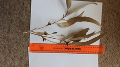 Eucalyptus viminalis pryoriana