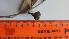 Eucalyptus viminalis pryoriana