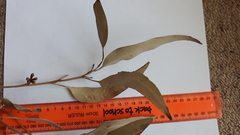 Eucalyptus viminalis pryoriana