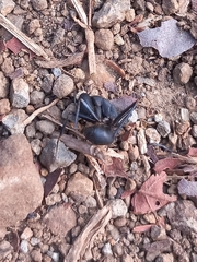 Camponotus angusticollis