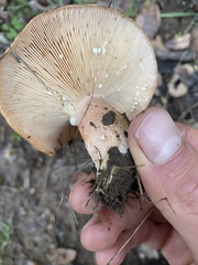 Lactarius alnicola
