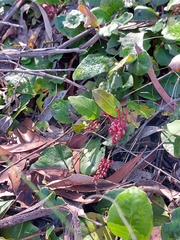 Grevillea laurifolia