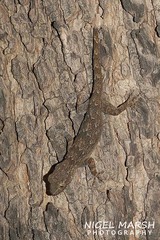 Hemidactylus leschenaultii