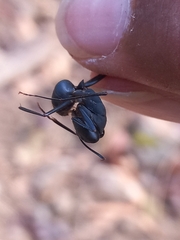 Camponotus angusticollis