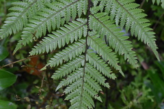 Cyathea medullaris