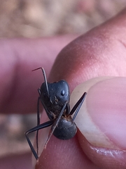 Camponotus angusticollis