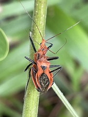 Gminatus