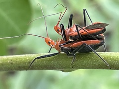 Gminatus
