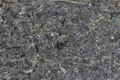 Amphipsalta cingulata