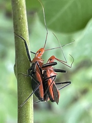 Gminatus
