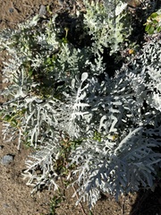 Constancea nevinii