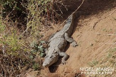 Crocodylus palustris