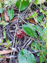 Grevillea laurifolia