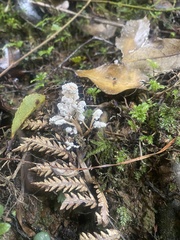 Cordyceps sinclairii