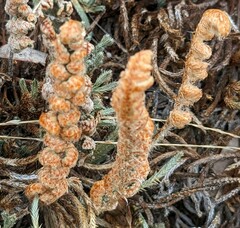 Myriopteris lindheimeri