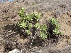 Dudleya virens