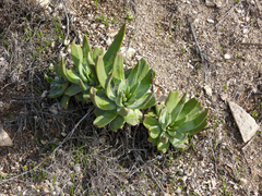 Dudleya virens