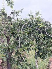 Strychnos cocculoides