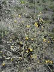 Lasiosiphon meisnerianus