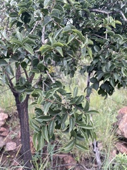 Strychnos cocculoides