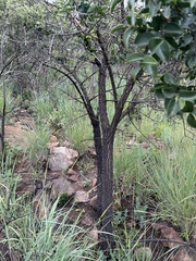 Strychnos cocculoides