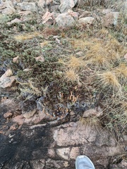 Myriopteris lindheimeri