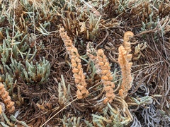 Myriopteris lindheimeri