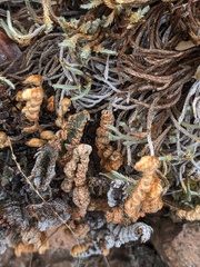 Myriopteris lindheimeri