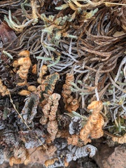 Myriopteris lindheimeri