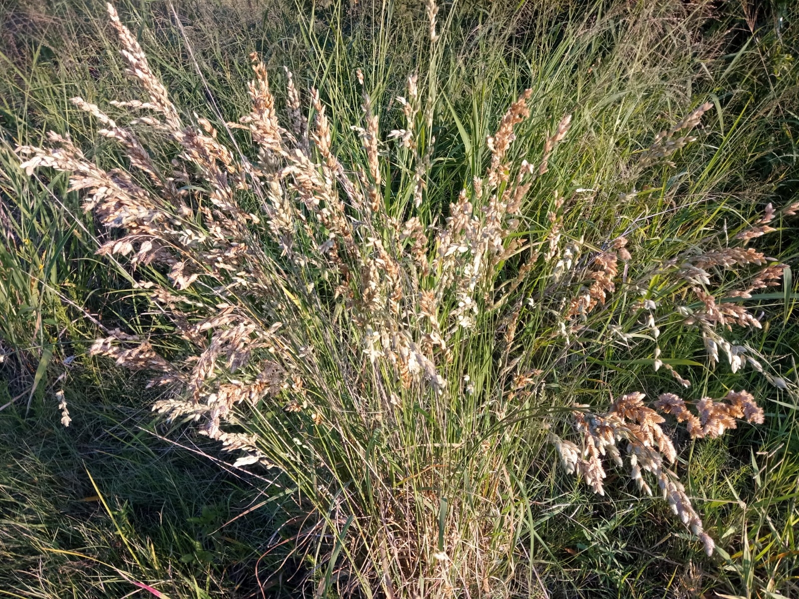 Eragrostis Wolf