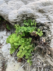 Adiantum