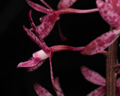 Dipodium punctatum