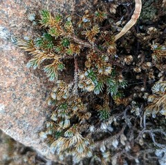 Selaginella peruviana
