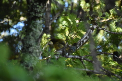 Anthornis melanura
