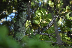 Anthornis melanura