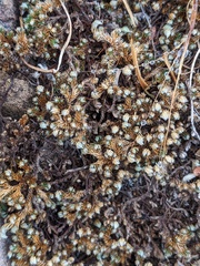 Selaginella peruviana