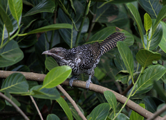 Eudynamys scolopaceus