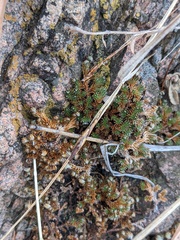 Selaginella peruviana