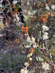 Hakea laevipes