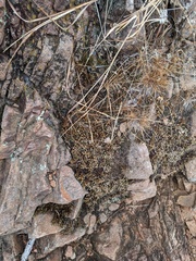 Selaginella peruviana