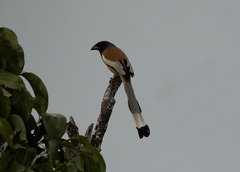 Dendrocitta vagabunda