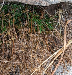 Polypremum procumbens