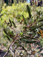 Hakea laevipes