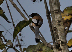 Dendrocitta vagabunda