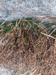 Polypremum procumbens