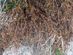 Polypremum procumbens