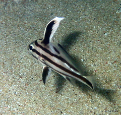 Pareques acuminatus