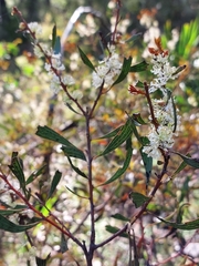 Hakea laevipes