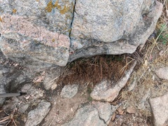 Polypremum procumbens