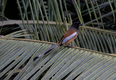 Dendrocitta vagabunda